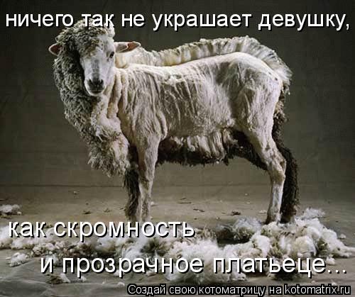 ничего так не украшает девушку, как скромность и прозрачное платьеце...... Котоматрица: ничего так не украшает девушку, как скромность и прозрачное платьеце...