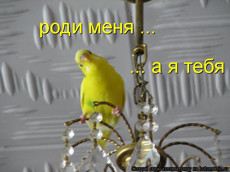 роди меня ... ... а я тебя... Котоматрица: роди меня ... ... а я тебя