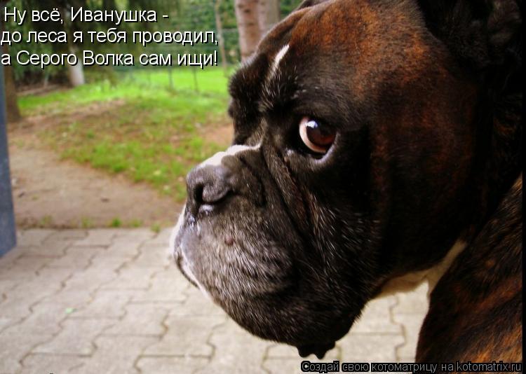 Котоматрица: Ну всё, Иванушка - до леса я тебя проводил, а Серого Волка сам ищи!