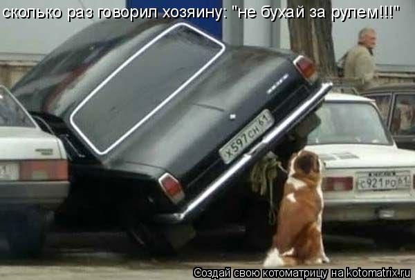 сколько раз говорил хозяину: "не бухай за рулем!!!"... Котоматрица: сколько раз говорил хозяину: "не бухай за рулем!!!"