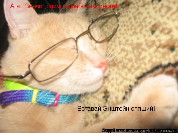 Котоматрица: Ага...Значит,спим на рабочем месте! Вставай,Энштейн спящий!