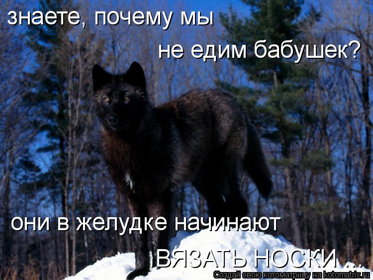 знаете, почему мы не едим бабушек? ВЯЗАТЬ НОСКИ ... они в желудке начинают... Котоматрица: знаете, почему мы не едим бабушек? ВЯЗАТЬ НОСКИ ... они в желудке начинают