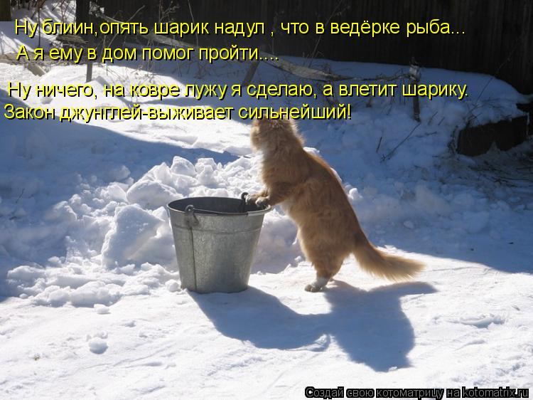 Котоматрица: Ну блиин,опять шарик надул , что в ведёрке рыба... А я ему в дом помог пройти.... Ну ничего, на ковре лужу я сделаю, а влетит шарику. Закон джунгле