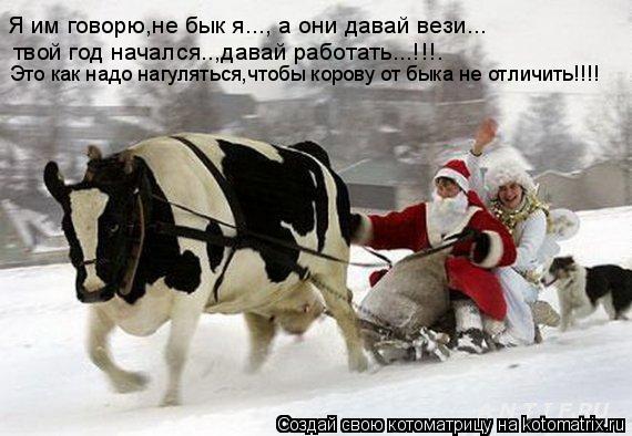 Котоматрица: Я им говорю,не бык я..., а они давай вези... твой год начался..,давай работать...!!!. Это как надо нагуляться,чтобы корову от быка не отличить!!!!