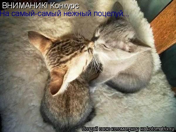 ВНИМАНИК! Конкурс На самый-самый нежный поцелуй...... Котоматрица: ВНИМАНИК! Конкурс На самый-самый нежный поцелуй...