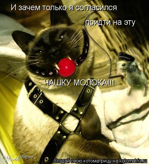 Котоматрица: И зачем только я согласился придти на эту ЧАШКУ МОЛОКА!!!