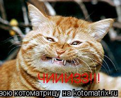 Котоматрица: ЧИИИЗЗ!!!