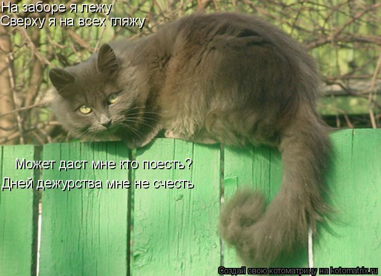 Котоматрица: На заборе я лежу  Сверху я на всех гляжу Может даст мне кто поесть? Дней дежурства мне не счесть