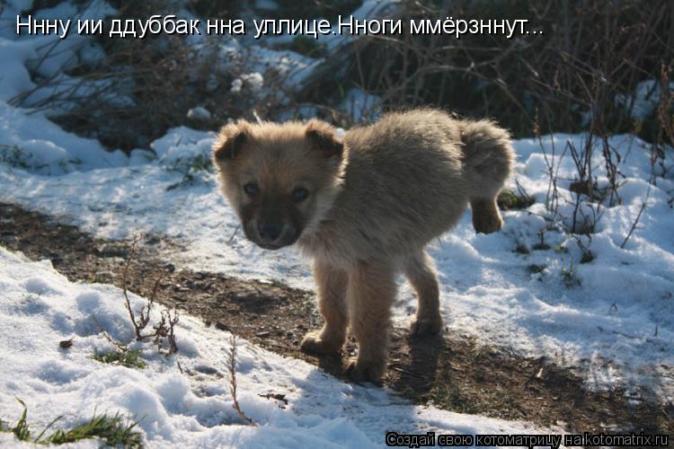 Ннну ии ддуббак нна уллице.Нноги ммёрзннут...... Котоматрица: Ннну ии ддуббак нна уллице.Нноги ммёрзннут...