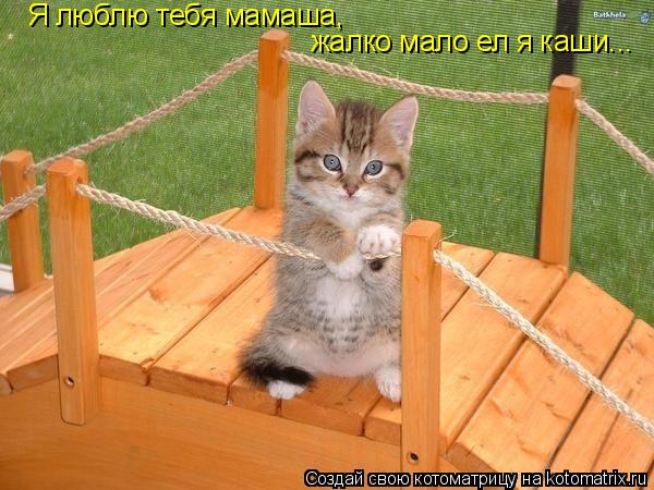 Я люблю тебя мамаша, жалко мало ел я каши...... Котоматрица: Я люблю тебя мамаша, жалко мало ел я каши...