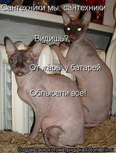 Котоматрица: Сантехники мы, сантехники  Видишь? От жары у батарей Облысели все!