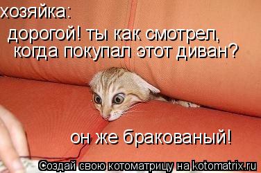 Котоматрица: дорогой! ты как смотрел, хозяйка: когда покупал этот диван? он же бракованый!