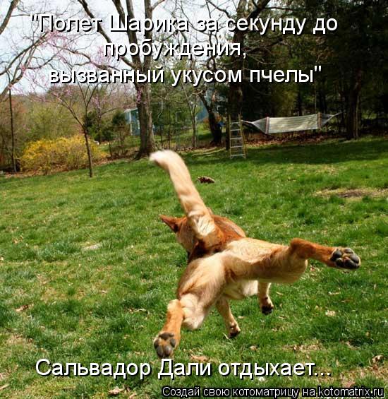 "Полет Шарика за секунду до пробуждения, вызванный укусом пчелы" Сальвадор Дали отдыхает...... Котоматрица: "Полет Шарика за секунду до пробуждения, вызванный укусом пчелы" Сальвадор Дали отдыхает...