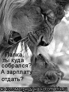 Котоматрица: собрался? А зарплату отдать? Папка,  ты куда
