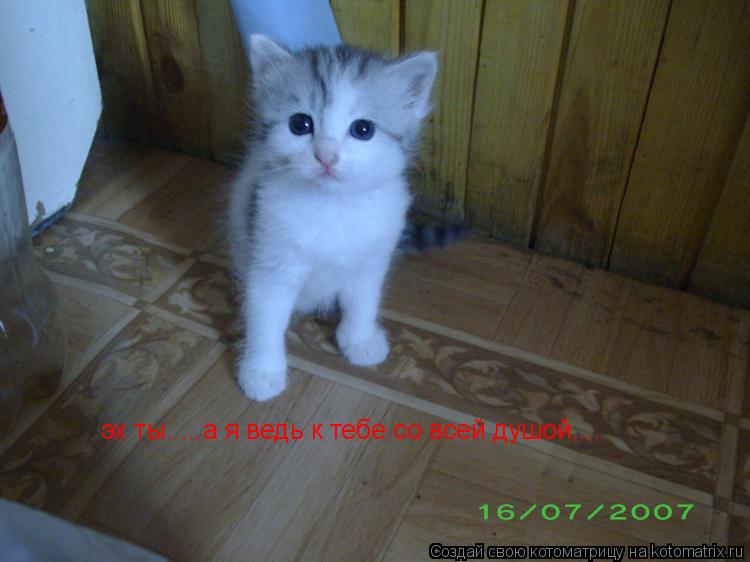 Котоматрица: эх ты.....а я ведь к тебе со всей душой....хотя..мне не впервой что в нее плюют эх ты.....а я ведь к тебе со всей душой....