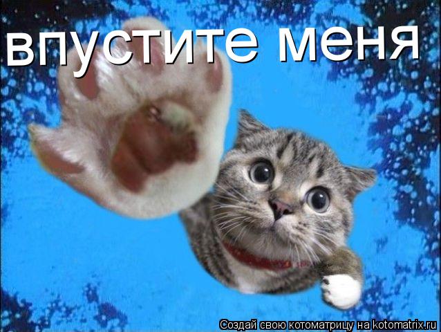 Котоматрица: впустите меня