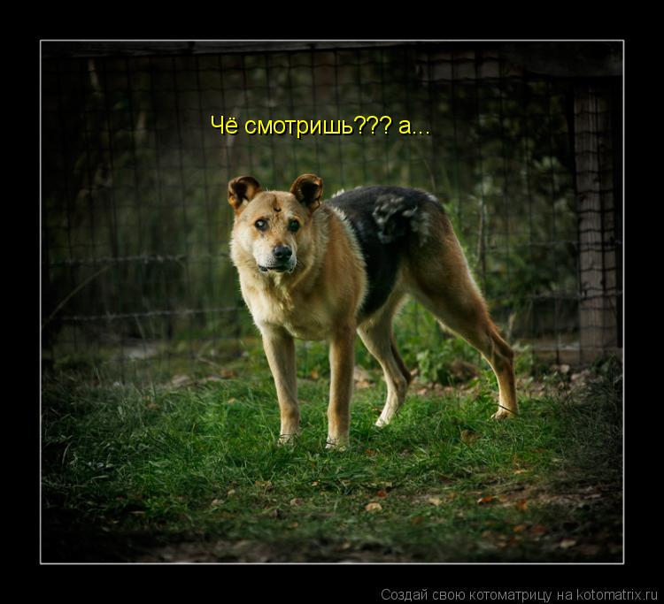 Чё смотришь??? а...... Котоматрица: Чё смотришь??? а...