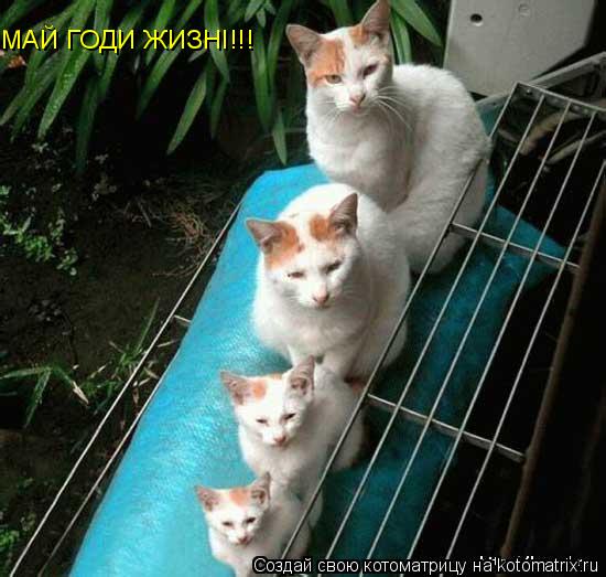 Котоматрица: МАЙ ГОДИ ЖИЗНI!!!