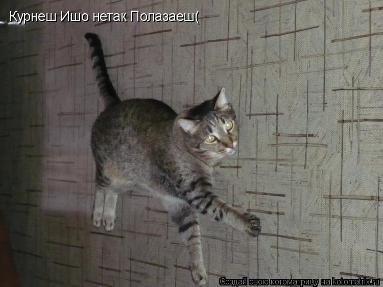 Котоматрица: Курнеш Ишо нетак Полазаеш(