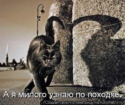 Котоматрица: А я милого узнаю по походке...