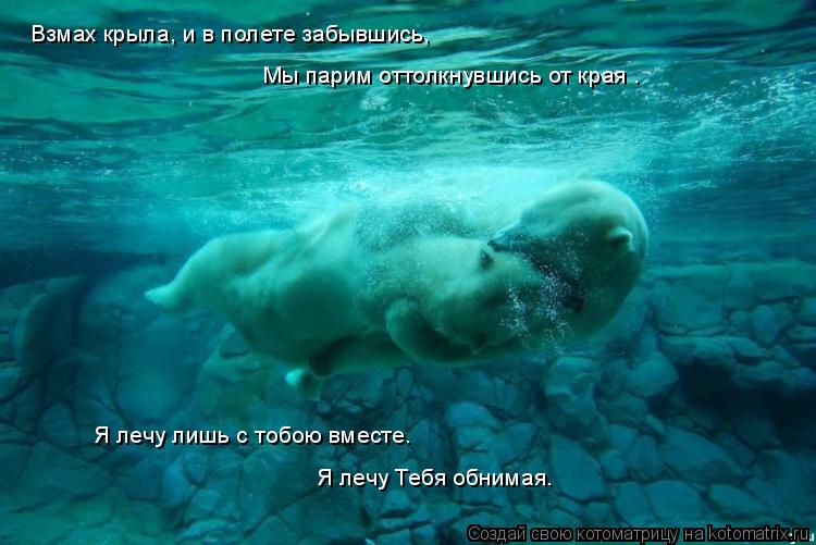 Котоматрица: Взмах крыла, и в полете забывшись,   Мы парим оттолкнувшись от края . Я лечу лишь с тобою вместе. Я лечу Тебя обнимая.