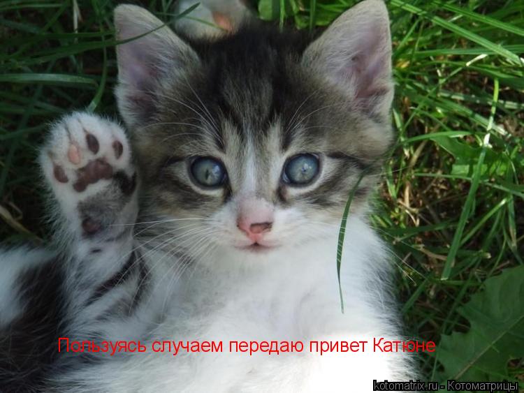 Котоматрица: Пользуясь случаем передаю привет Катюне