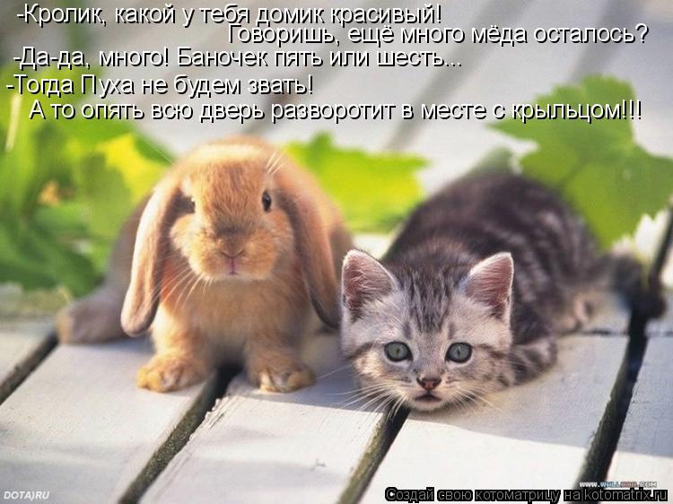 Котоматрица: -Кролик, какой у тебя домик красивый! Говоришь, ещё много мёда осталось? -Да-да, много! Баночек пять или шесть... -Тогда Пуха не будем звать! А то