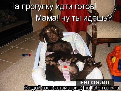 На прогулку идти готов! Мама! ну ты идешь?... Котоматрица: На прогулку идти готов! Мама! ну ты идешь?