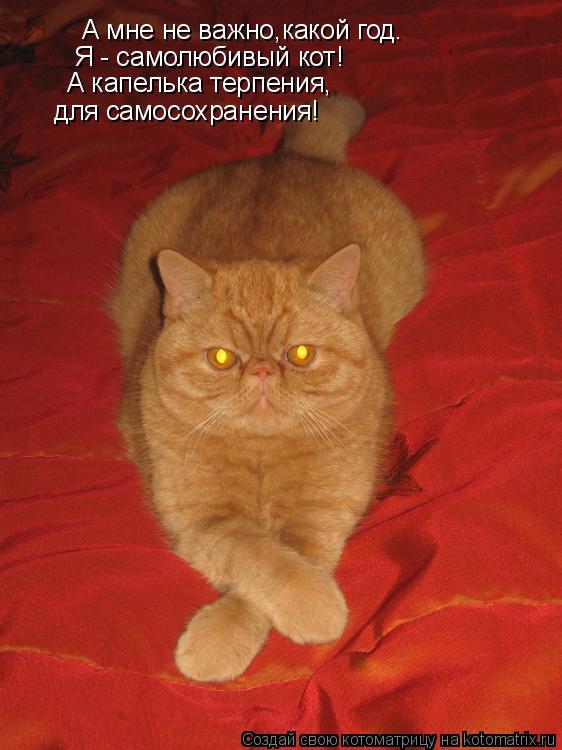 Котоматрица: А мне не важно,какой год. Я - самолюбивый кот! А капелька терпения, для самосохранения!