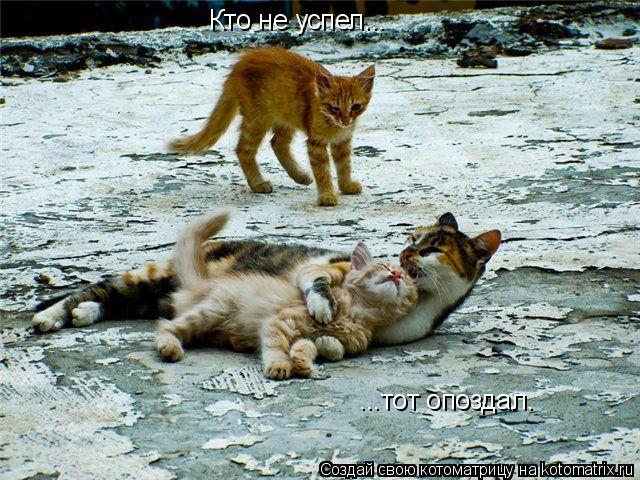 Котоматрица: Кто не успел... ...тот опоздал.