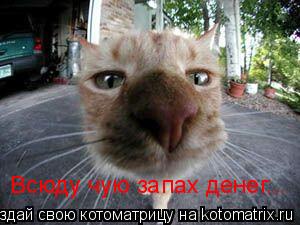 Всюду чую запах денег...... Котоматрица: Всюду чую запах денег...
