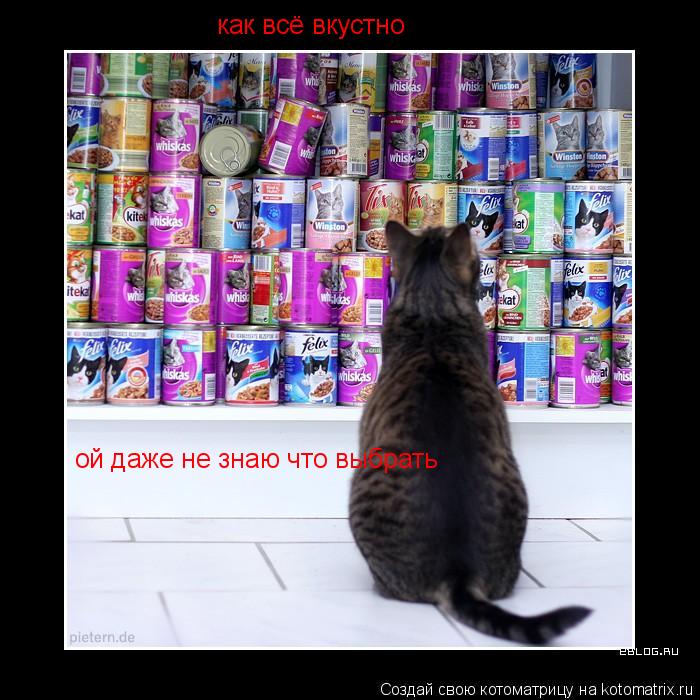 Котоматрица: ой даже не знаю что выбрать как всё вкустно