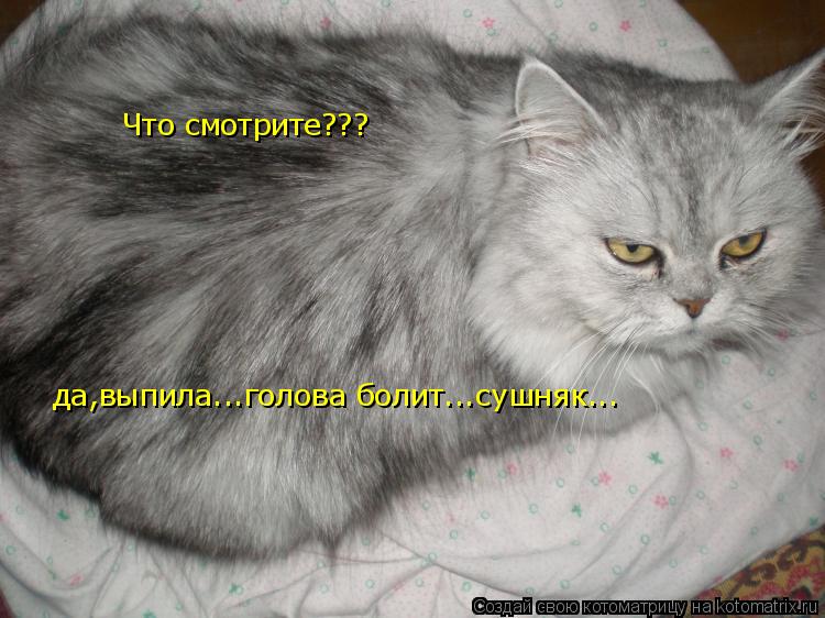Котоматрица: Что смотрите??? да,выпила...голова болит...сушняк...