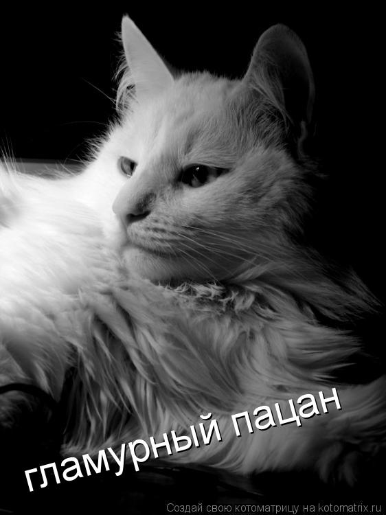 Котоматрица: гламурный пацан