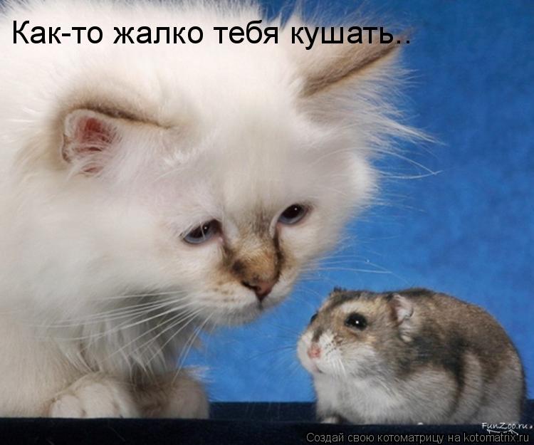 Котоматрица: Как-то жалко тебя кушать..