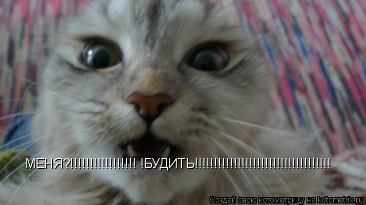 Котоматрица: МЕНЯ?!!!!!!!!!!!!!!!!! !БУДИТЬ!!!!!!!!!!!!!!!!!!!!!!!!!!!!!!!!!!!