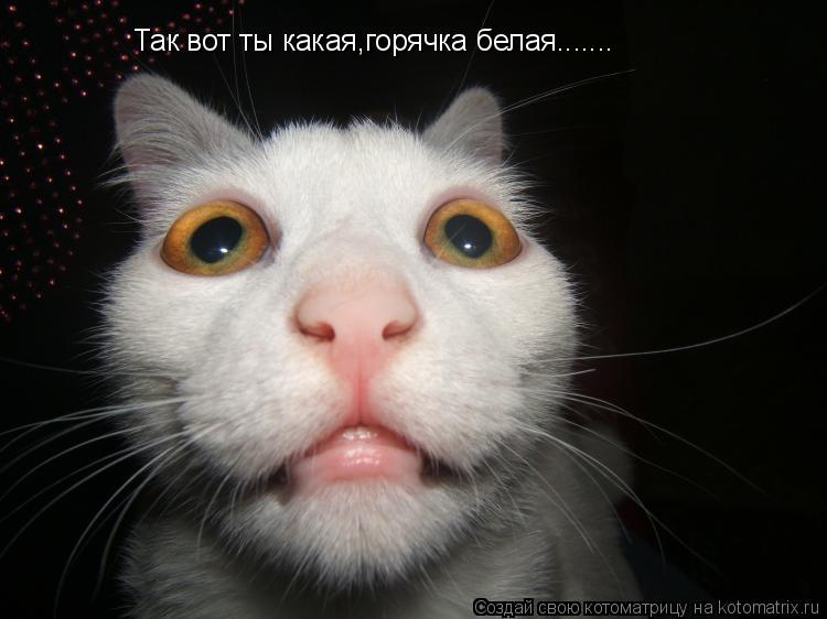 Так вот ты какая,горячка белая.......... Котоматрица: Так вот ты какая,горячка белая.......