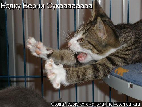 Котоматрица: Водку Верни Сукаааааааа
