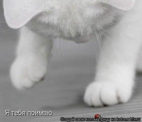 Котоматрица: Я тебя поимаю