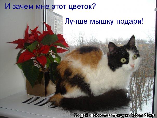 Котоматрица: И зачем мне этот цветок? Лучше мышку подари!