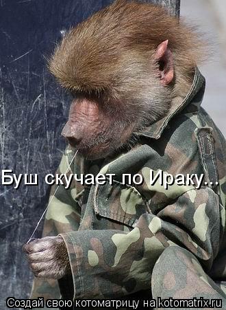 Котоматрица: Буш скучает по Ираку...