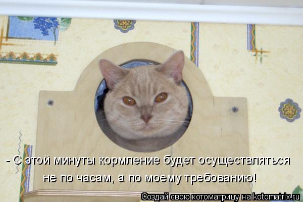 Котоматрица: - С этой минуты кормление будет осуществляться не по часам, а по моему требованию!