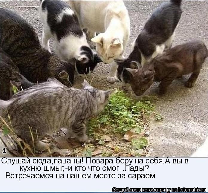 Котоматрица: Слушай сюда,пацаны! Повара беру на себя.А вы в  кухню шмыг,-и кто что смог...Лады? Встречаемся на нашем месте за сараем.