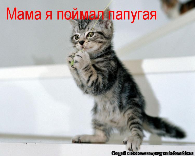 Котоматрица: V Мама я поймал папугая