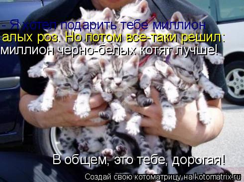 Котоматрица: - Я хотел подарить тебе миллион алых роз. Но потом все-таки решил: миллион черно-белых котят лучше! В общем, это тебе, дорогая!
