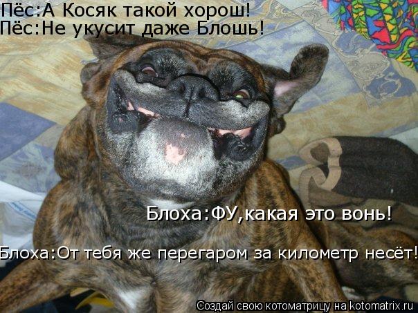 Котоматрица: Пёс:А Косяк такой хорош! Пёс:Не укусит даже Блошь! Блоха:ФУ,какая это вонь! Блоха:От тебя же перегаром за километр несёт!