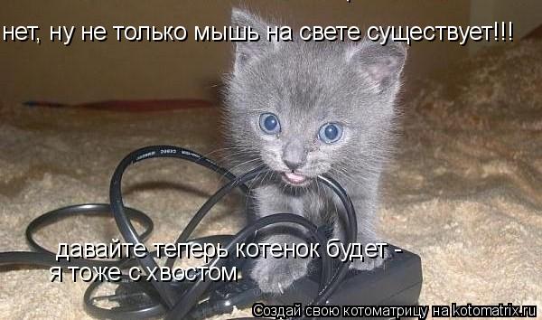 Котоматрица: нет, ну не только мышь на свете существует!!!  давайте теперь котенок будет - я тоже с хвостом давайте теперь котенок будет -  я тоже с хвостом