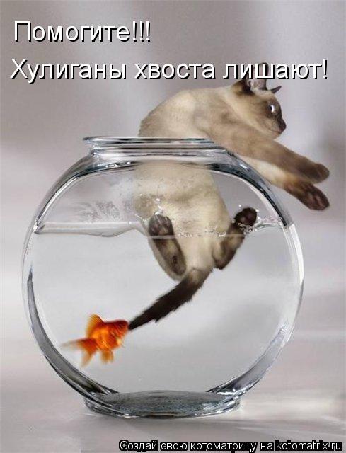 Котоматрица: Хулиганы хвоста лишают! Помогите!!!