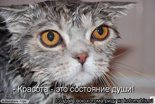 Котоматрица: - Красота - это состояние души!