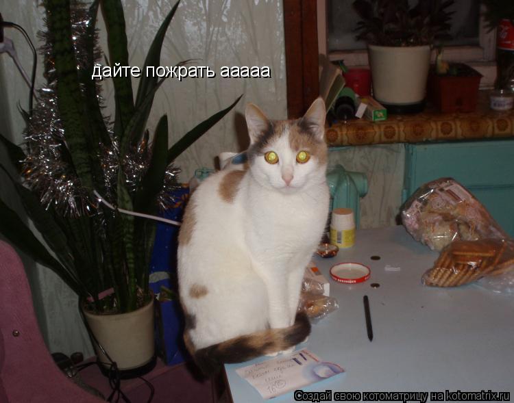 Котоматрица: дайте пожрать ааааа